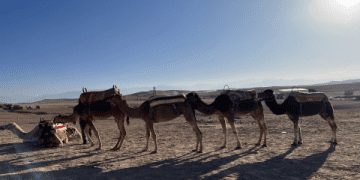 出國必備交通費用英文,讓你出國旅遊暢行無阻!