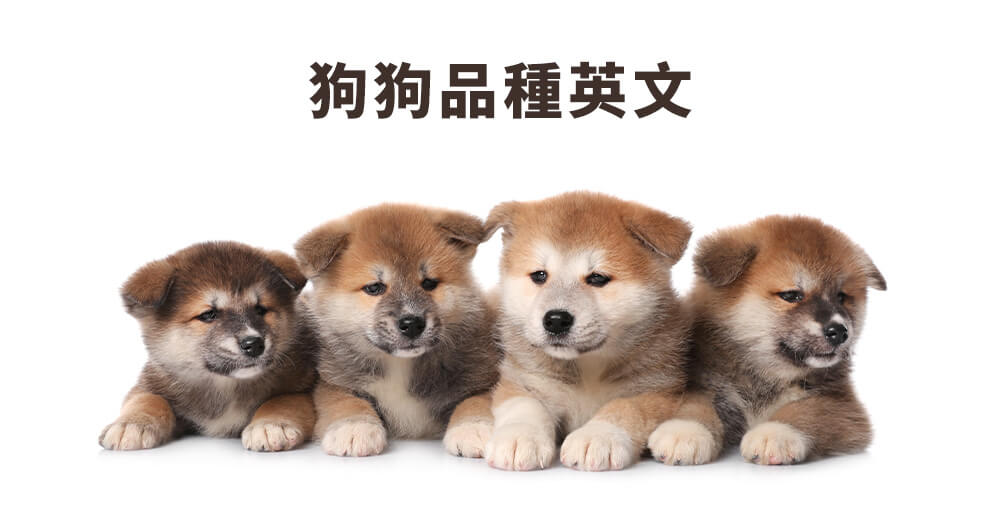 養寵物英文怎麼說?一次學會各種寵物的英文說法!