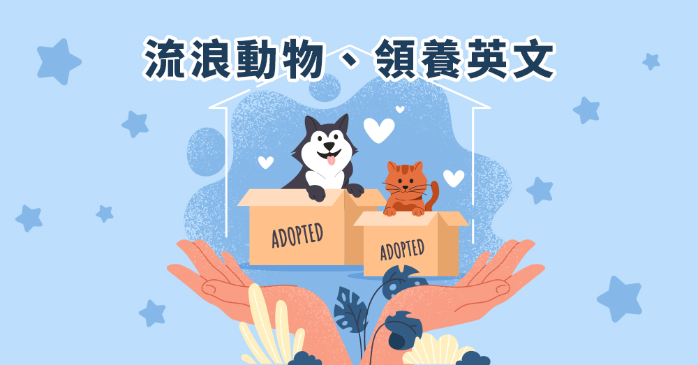 流浪動物英文用法有哪些?帶你認識常見情境!