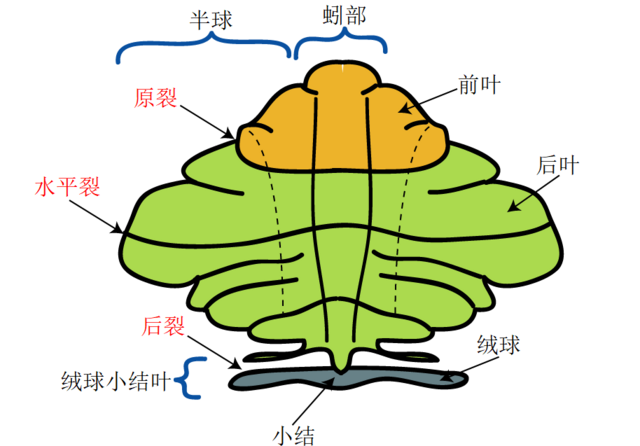 小腦英文名詞解釋,認識小腦對人體嘅重要性!