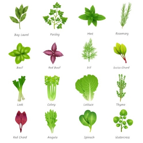 用英文介紹台灣的蔬菜吧！夏季蔬菜篇