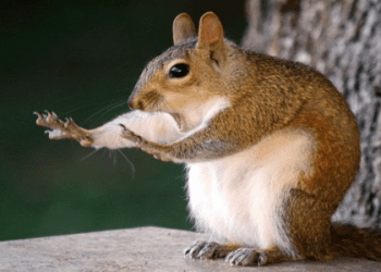 英文笑話笑點在哪裡？