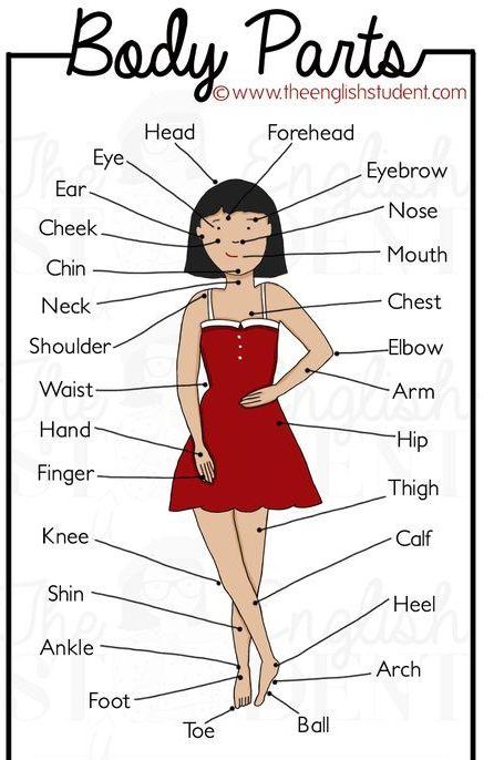 身體部位用英語怎麼說？不知道的單字竟意外的多！