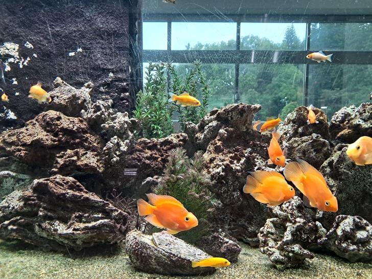 水族箱的英文單字是Tank嗎？介紹水族箱的冷知識！