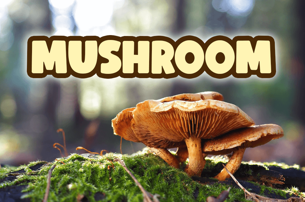 「菇類」的英文怎麼說？香菇、金針菇、鴻禧菇等，各種菇類英文說法介紹！