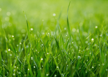 英文的「草地」要怎麼說？「除草」和「人工草皮」呢？