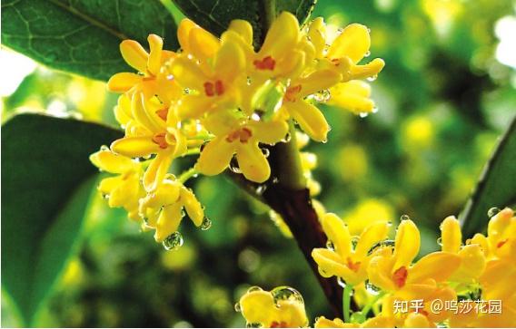 象徵秋天到來的「桂花」用英語怎麼說？加碼介紹各種花的說法！