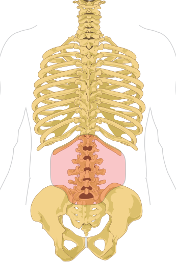 突然「閃到腰」用英文怎麼說?一併介紹其他與腰相關的英文!