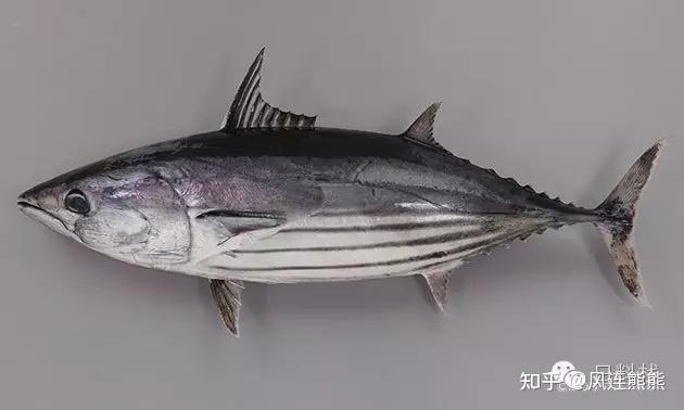 鮮爲人知的「鰹魚」英語表達方式為何？一併介紹鰹魚與鮪魚間的差異、以及鰹魚乾的英語表達方式！