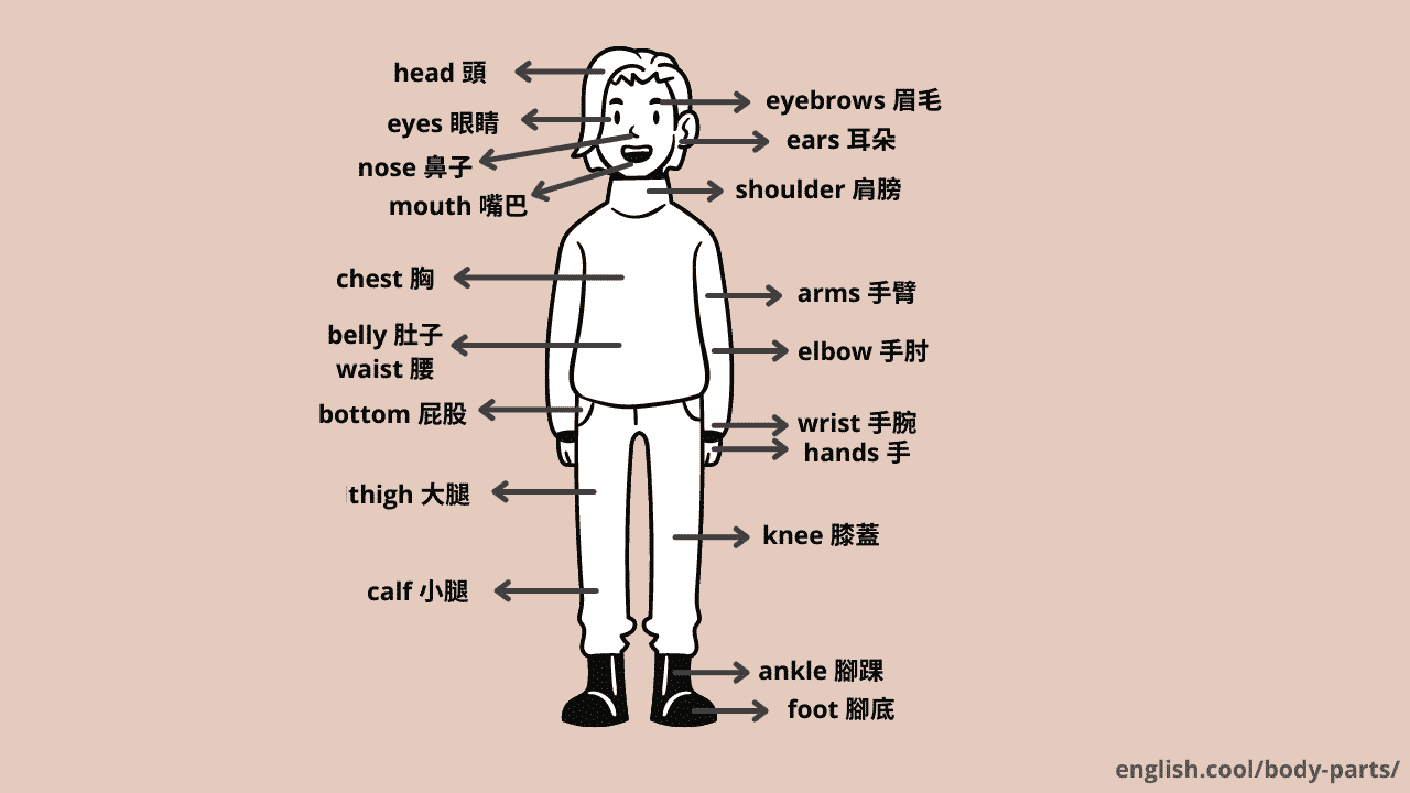 身體部位用英語怎麼說？不知道的單字竟意外的多！