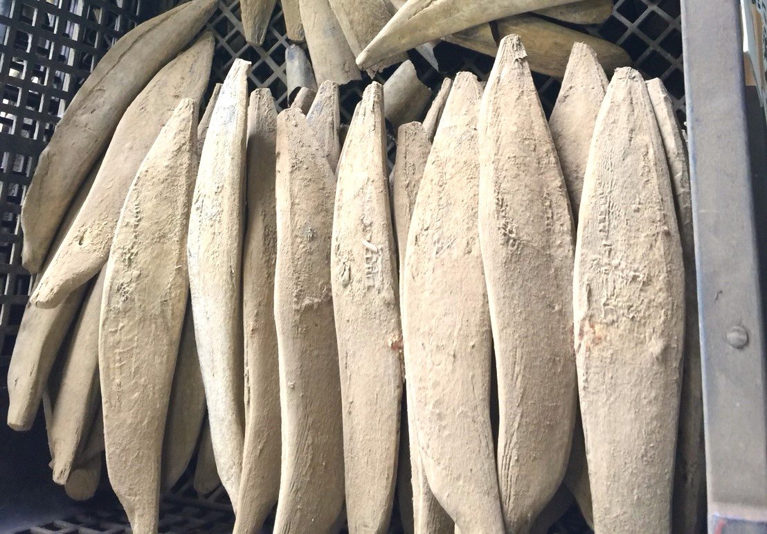 鮮爲人知的「鰹魚」英語表達方式為何？一併介紹鰹魚與鮪魚間的差異、以及鰹魚乾的英語表達方式！