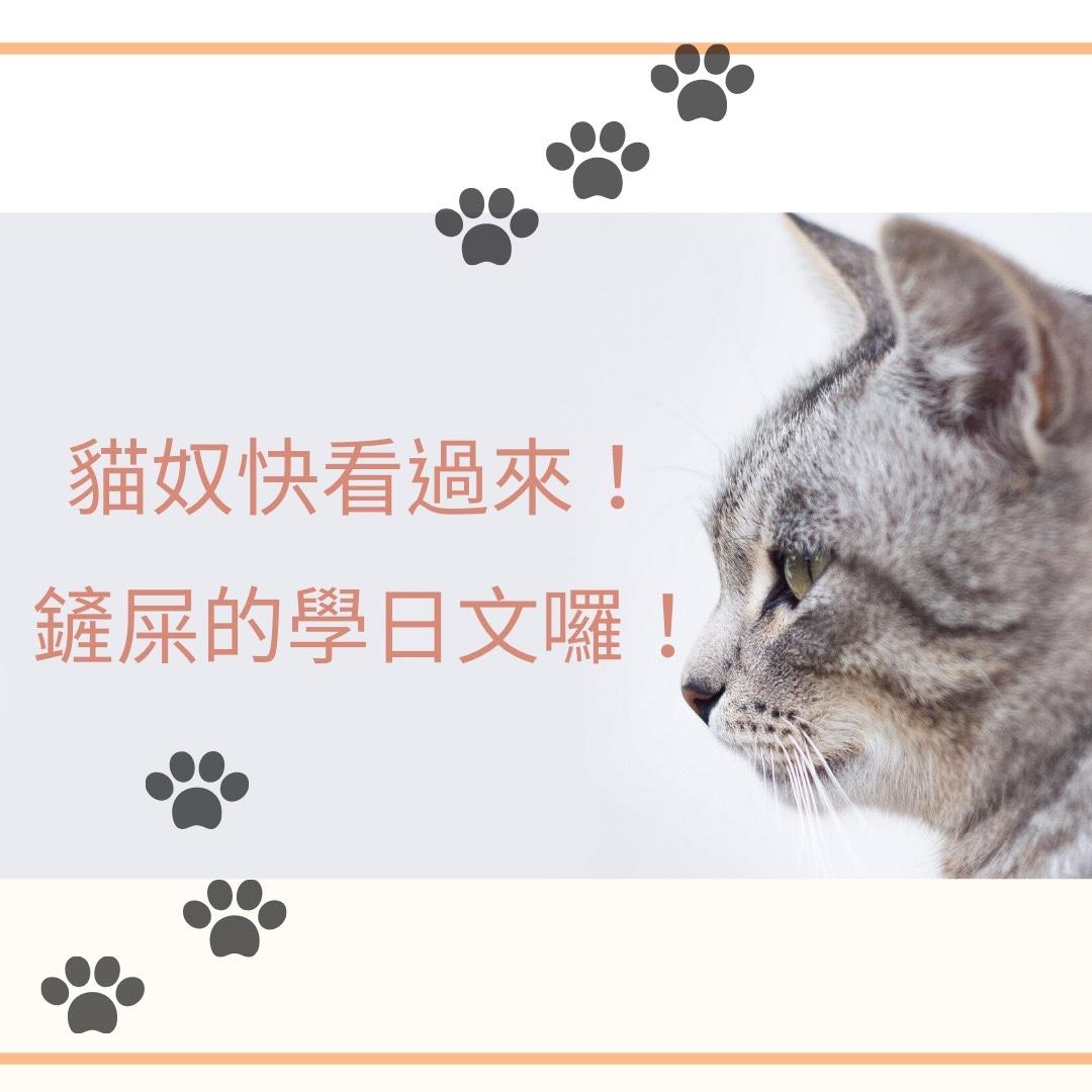 來學各種和「貓咪」有關的片語和諺語！
