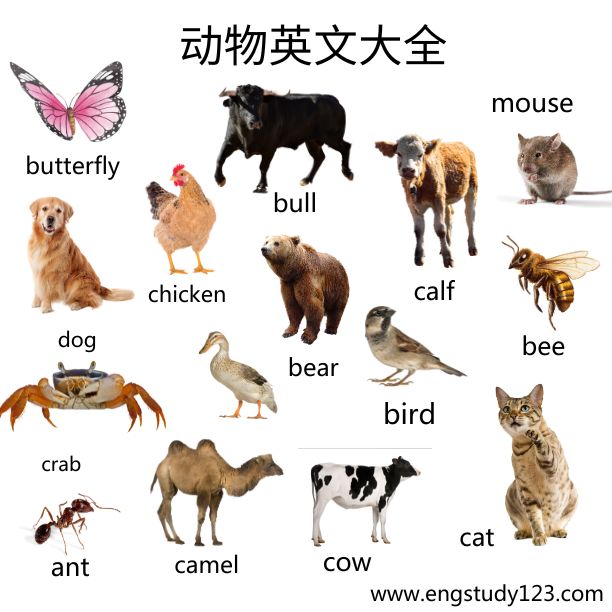 用英語參觀動物園!有趣的動物英語和小知識