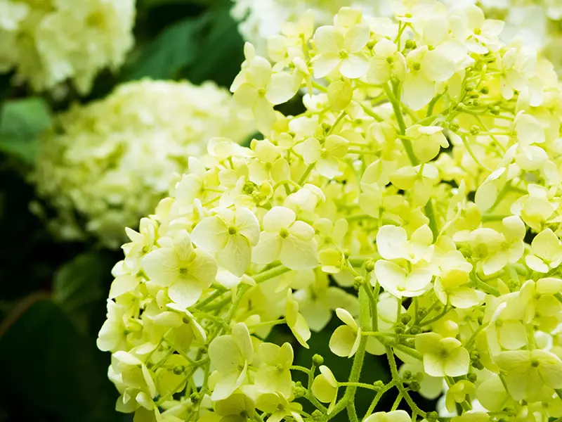 繡球花用英語怎麼說？用英文表達繡球花的花語吧！