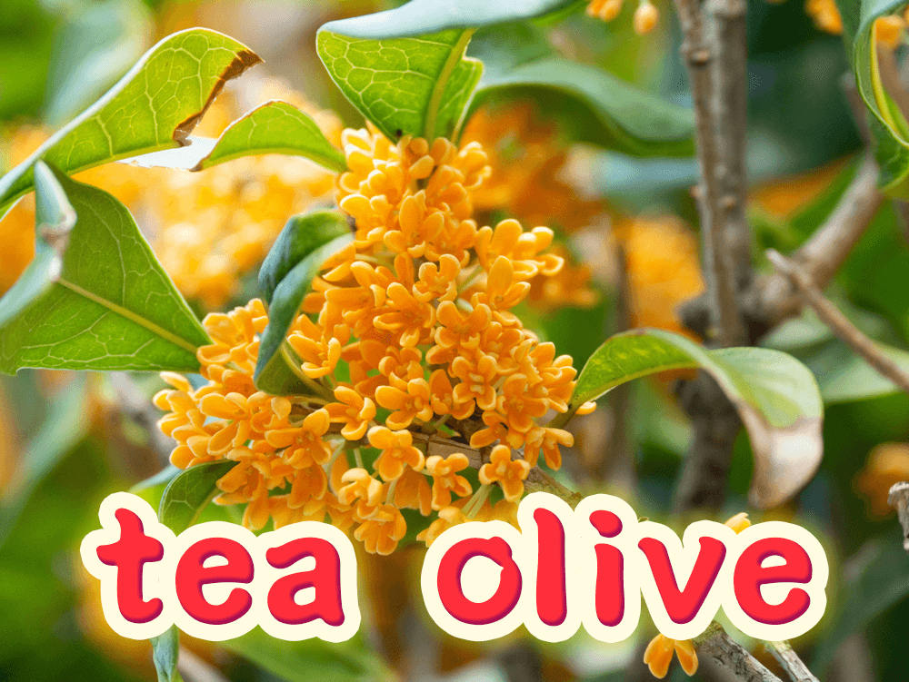 象徵秋天到來的「桂花」用英語怎麼說？加碼介紹各種花的說法！