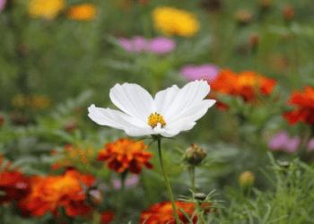 夏天的象徵「向日葵」是什麼花？介紹它的英文名稱和特點