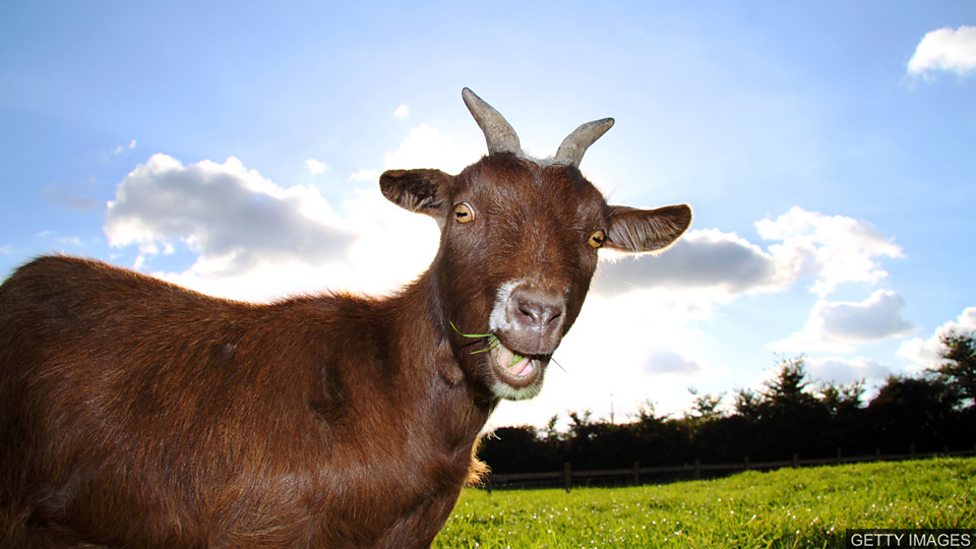 一起來學“GOAT”的意思的跟用法吧！也會介紹很多易理解的例句。