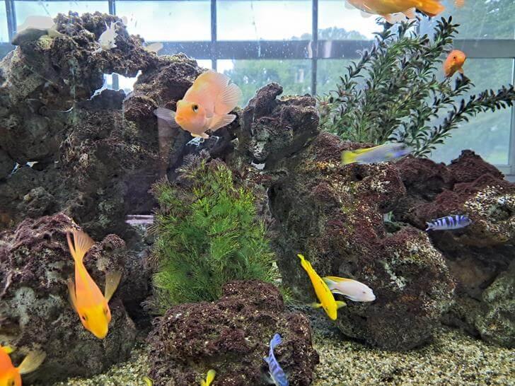 水族箱的英文單字是Tank嗎？介紹水族箱的冷知識！