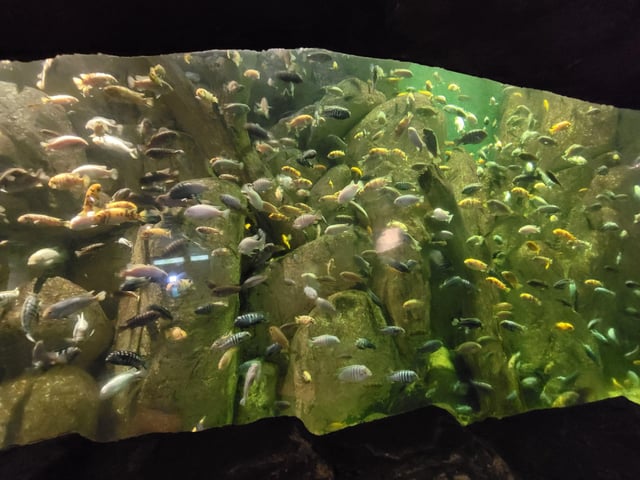 水族箱的英文單字是Tank嗎？介紹水族箱的冷知識！