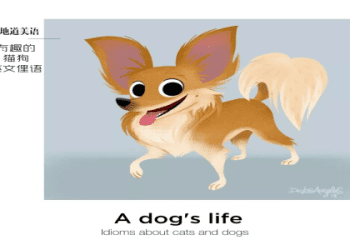與寵物相關的英語表達，你能用英語說寵物的話題嗎？