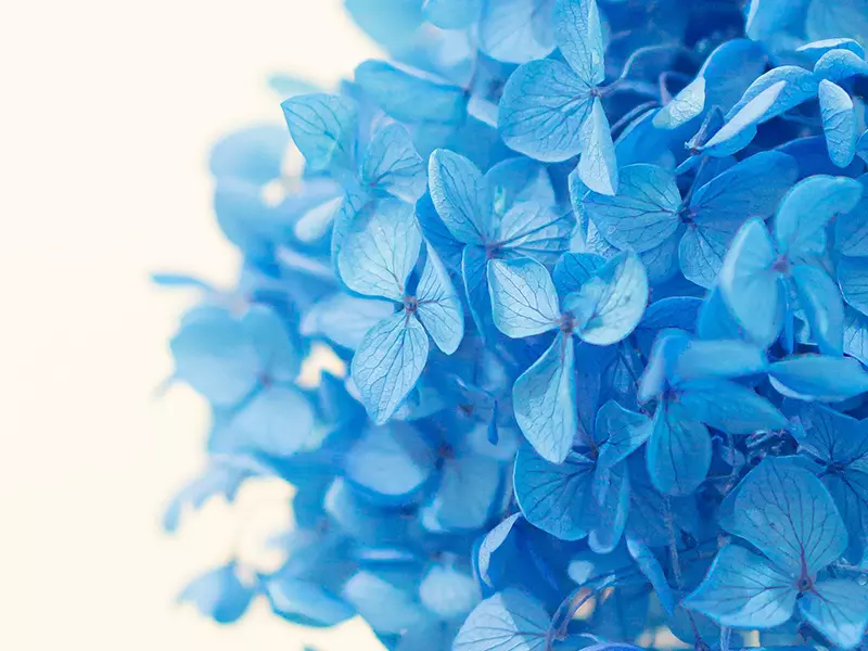 繡球花用英語怎麼說？用英文表達繡球花的花語吧！