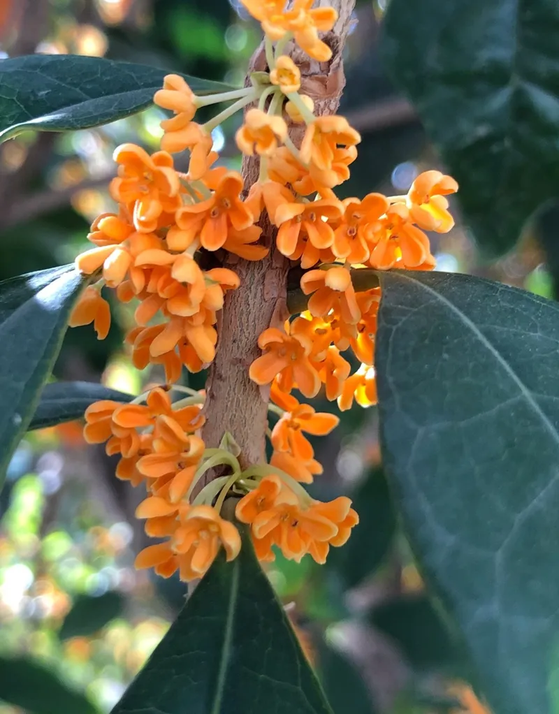 象徵秋天到來的「桂花」用英語怎麼說？加碼介紹各種花的說法！