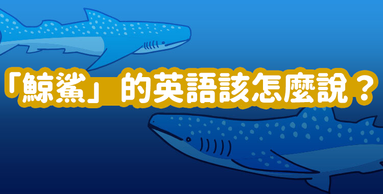 「鯨鯊」的英語該怎麼說?牠又是什麼樣的生物?