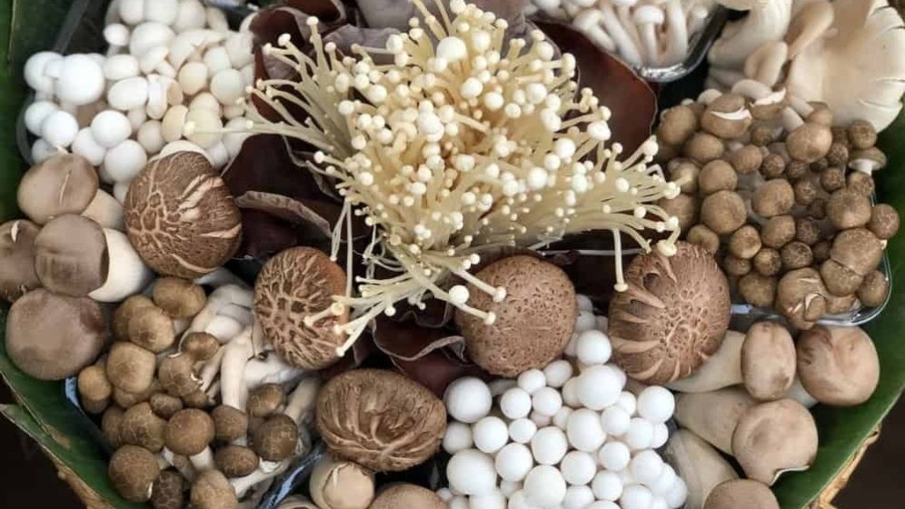 「菇類」的英文怎麼說？香菇、金針菇、鴻禧菇等，各種菇類英文說法介紹！