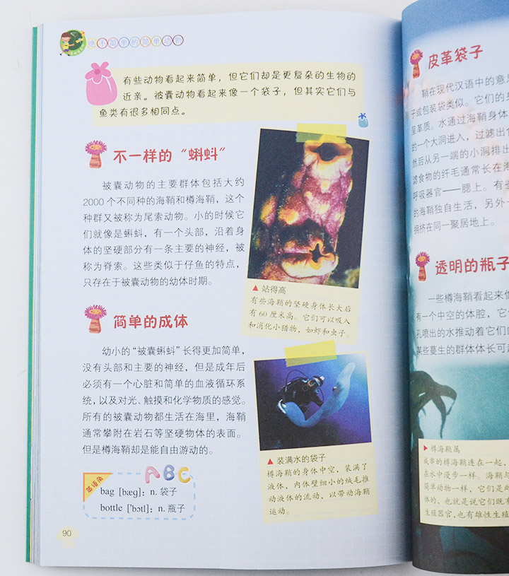 水黽的英文怎麼說?了解它們的棲息地和名字由來!