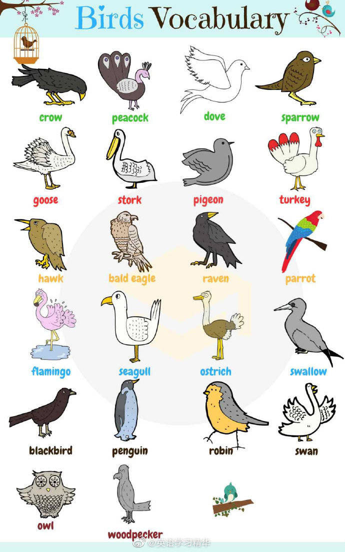 用英文解釋鳥類！也介紹了與鳥類相關的慣用語和英語表達