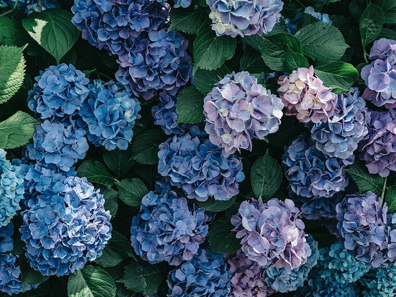 繡球花用英語怎麼說？用英文表達繡球花的花語吧！