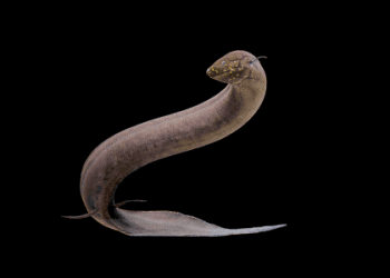 「鰻魚」的英語該如何表達？相關表達一併介紹！