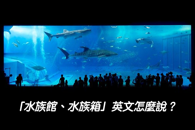 水族箱的英文單字是Tank嗎？介紹水族箱的冷知識！
