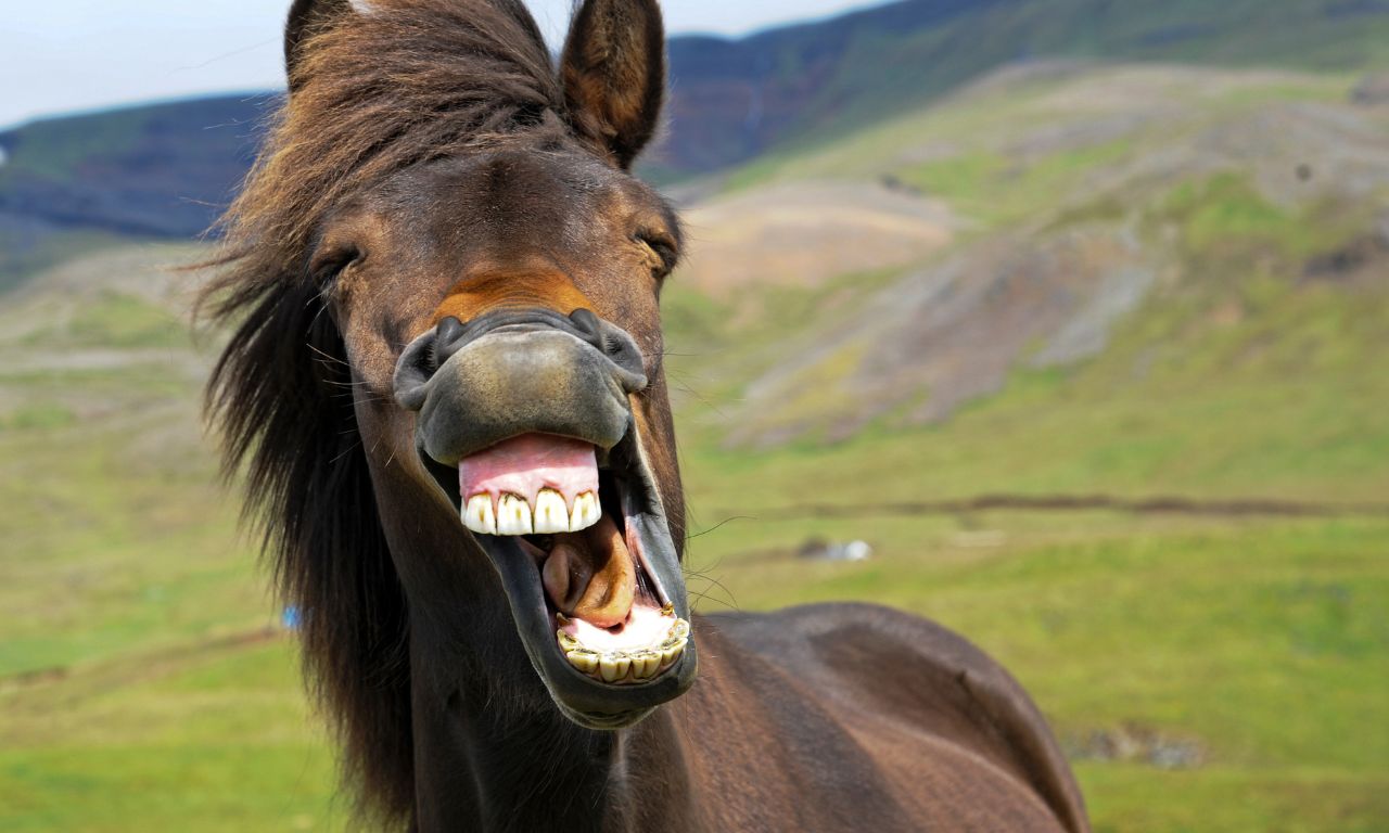 英文笑話笑點在哪裡？