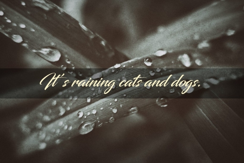 「It’s raining cats and dogs」是什麼意思？難道空中有貓和狗掉下來嗎？
