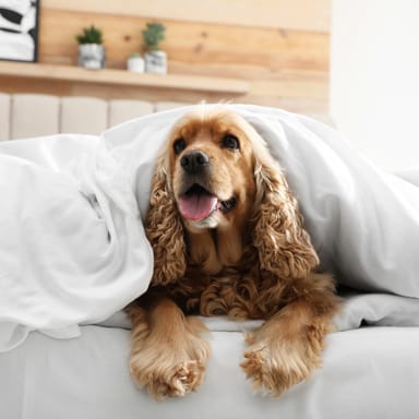 「輕飄飄」「毛茸茸」「蓬鬆」用英語怎麼說?