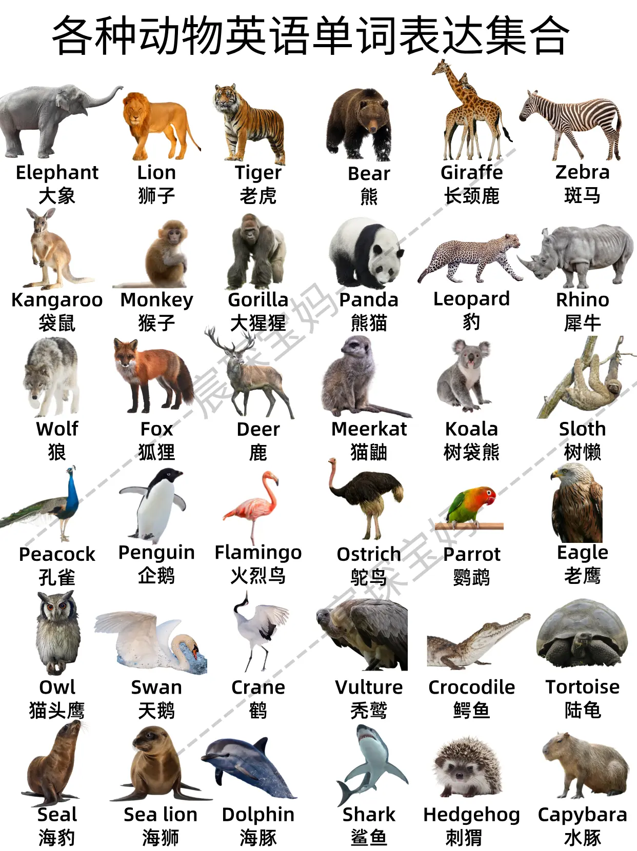 用英語參觀動物園!有趣的動物英語和小知識