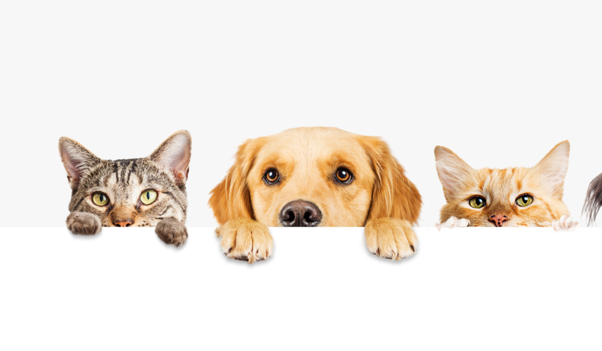 與寵物相關的英語表達，你能用英語說寵物的話題嗎？