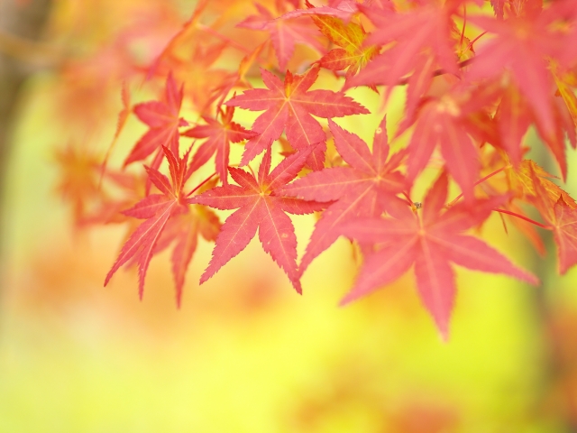 「落葉」用英語怎麼說?一起介紹落葉樹的枯葉和楓葉的英語表達!