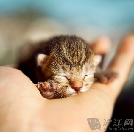 來學各種和「貓咪」有關的片語和諺語！