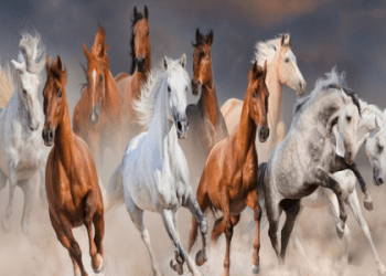 用英文解釋鳥類！也介紹了與鳥類相關的慣用語和英語表達