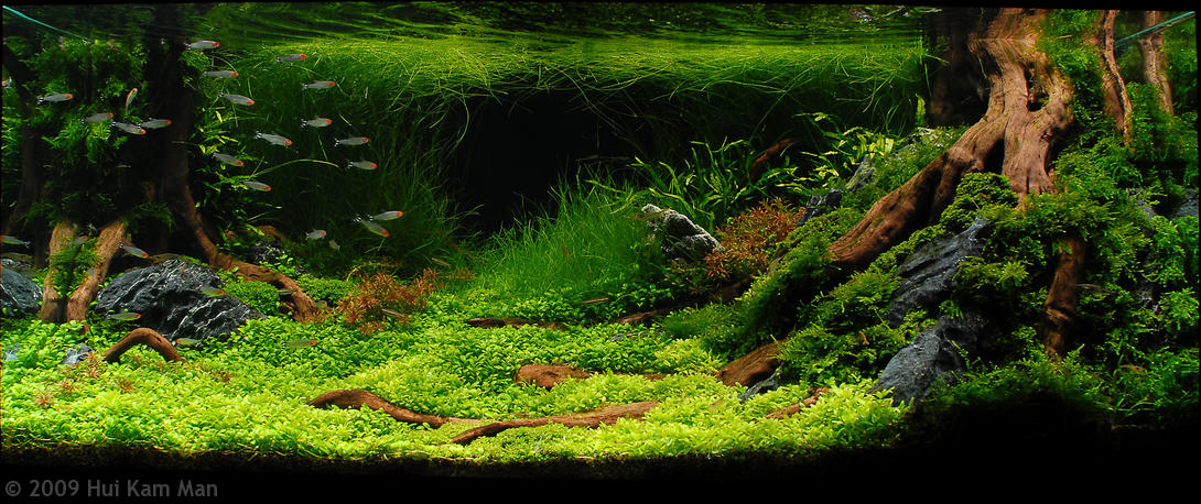 水族箱的英文單字是Tank嗎？介紹水族箱的冷知識！