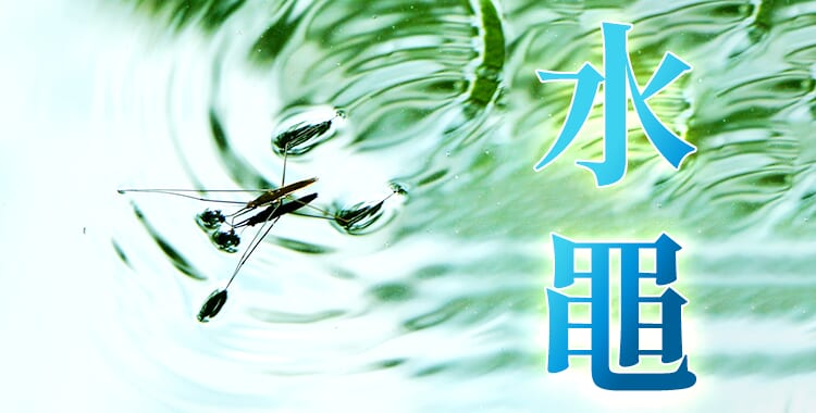 水黽的英文怎麼說?了解它們的棲息地和名字由來!
