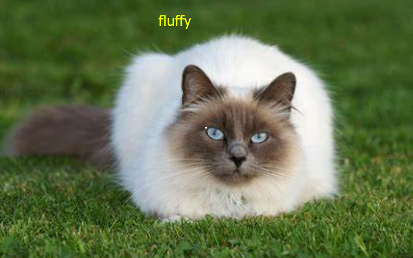 「輕飄飄」「毛茸茸」「蓬鬆」用英語怎麼說?