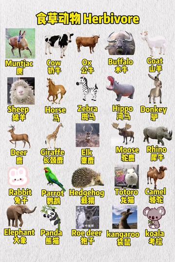 用英語參觀動物園!有趣的動物英語和小知識