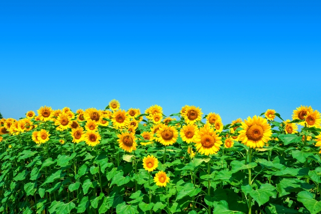 夏天的象徵「向日葵」是什麼花?介紹它的英文名稱和特點