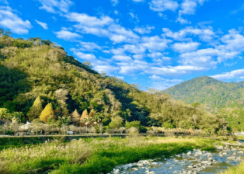 各種鳥類的英文名稱及慣用句介紹