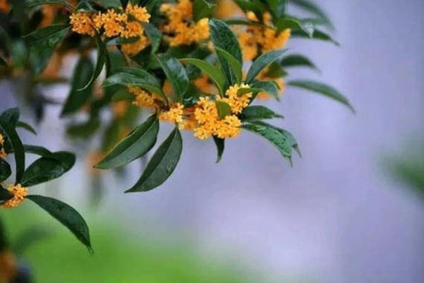 象徵秋天到來的「桂花」用英語怎麼說？加碼介紹各種花的說法！