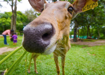 用英語參觀動物園！有趣的動物英語和小知識