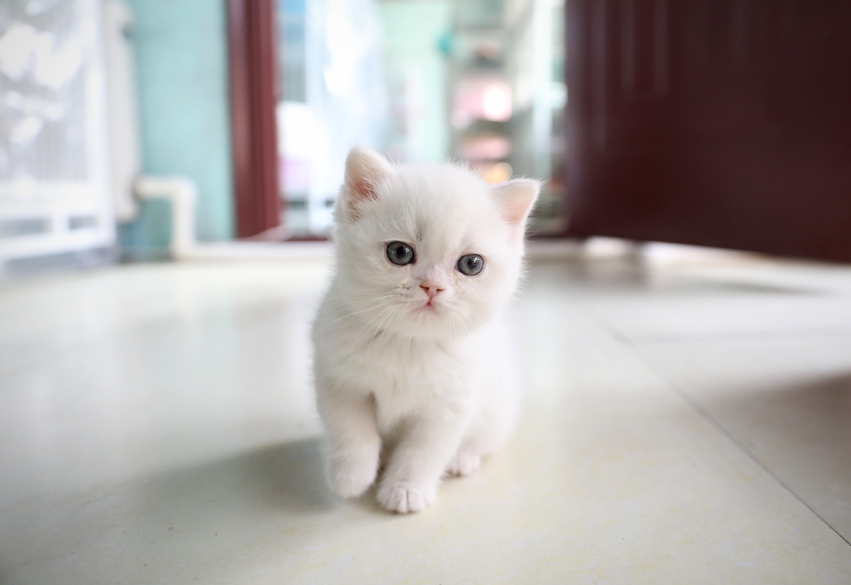 與寵物相關的英語表達，你能用英語說寵物的話題嗎？